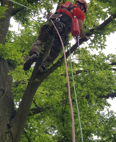 Arborysta