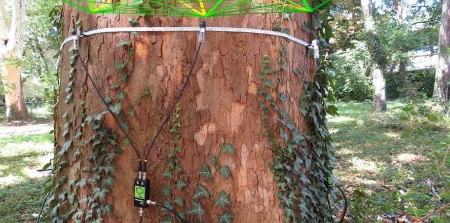 Tomograf / diagnostyka drzew